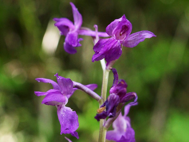 Изображение особи Orchis mascula.