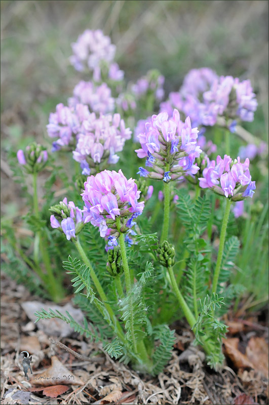 Image of Oxytropis vassilczenkoi ssp. substepposa specimen.