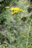 Tanacetum pseudachillea