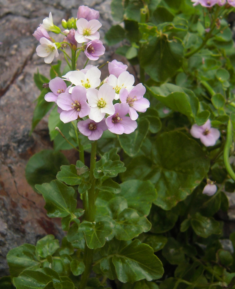 Изображение особи Cardamine seidlitziana.