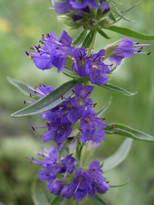 Изображение особи Hyssopus officinalis.