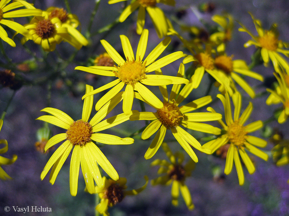 Изображение особи Senecio jacobaea.