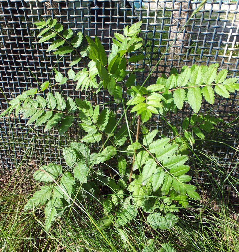 Изображение особи род Sorbus.