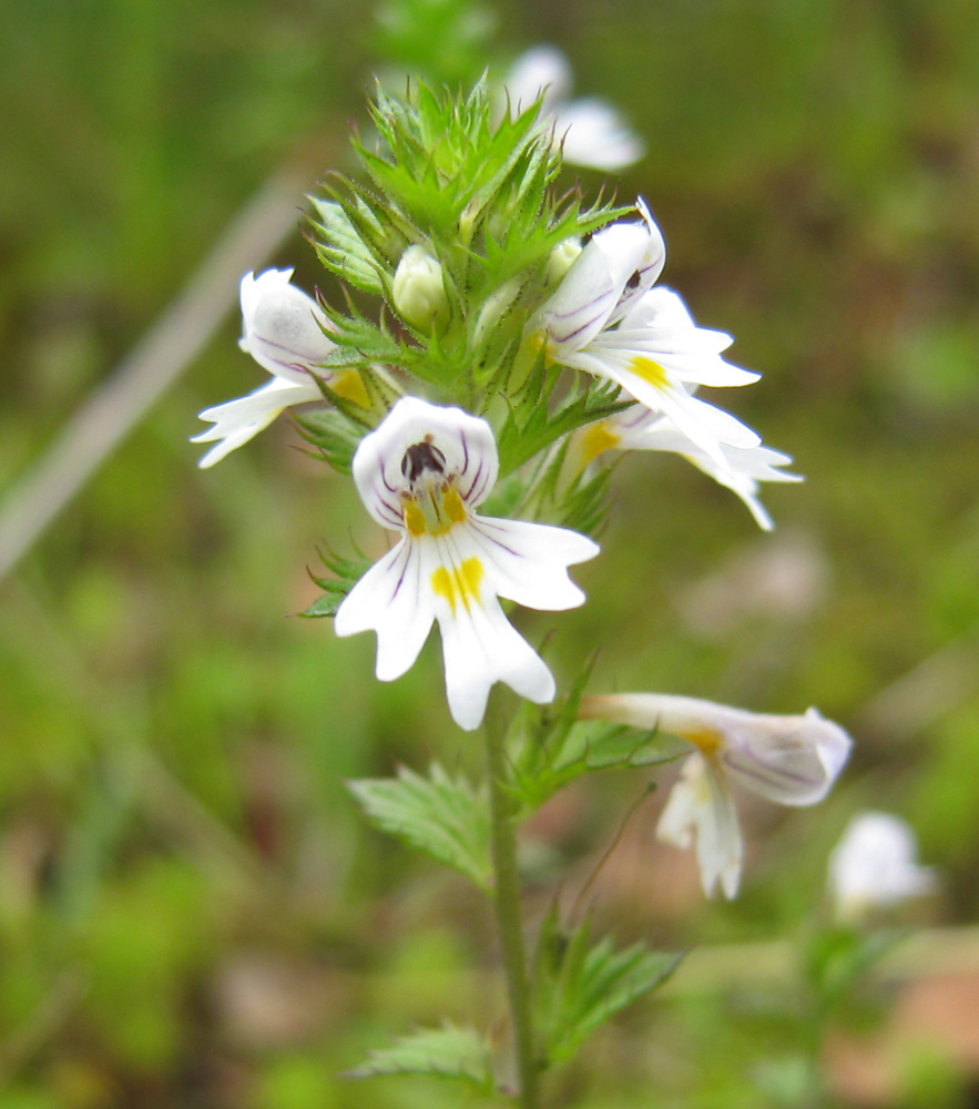 Изображение особи род Euphrasia.