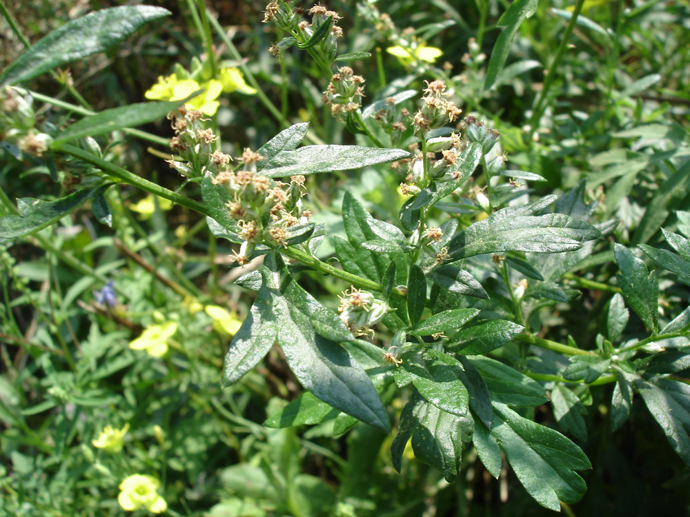 Image of Artemisia vulgaris specimen.