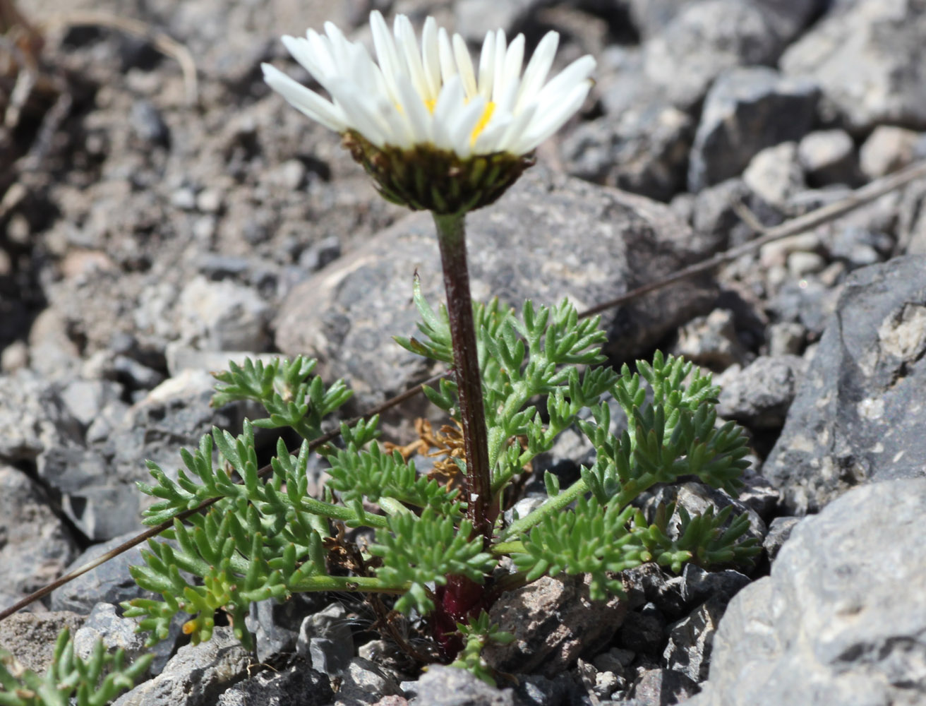 Image of Anthemis iberica specimen.