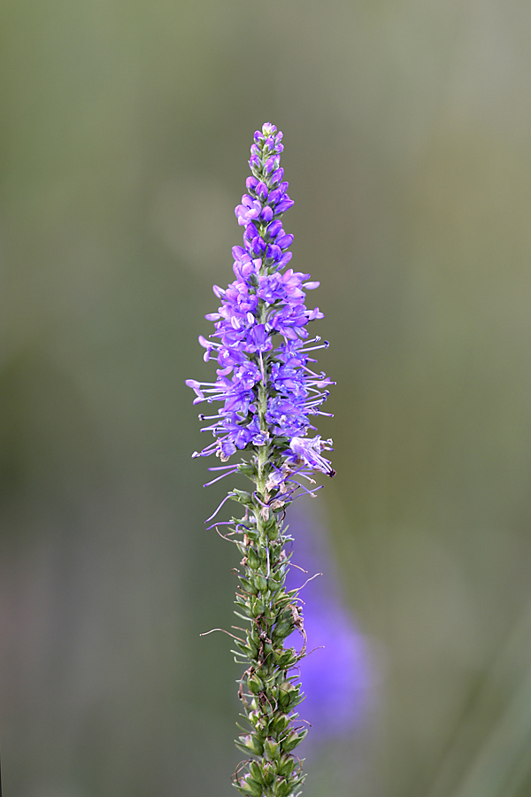 Изображение особи Veronica longifolia.