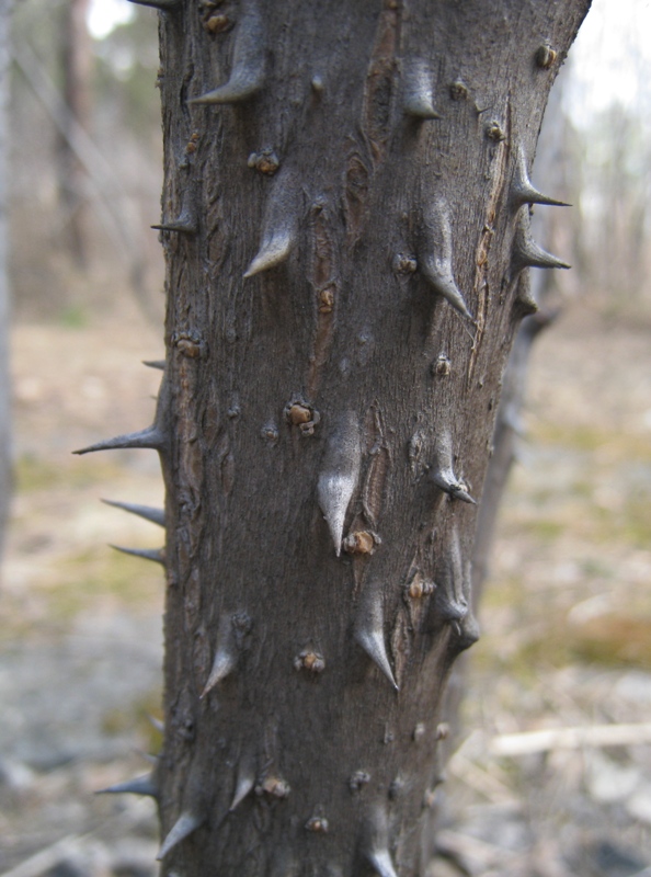 Image of Aralia elata specimen.
