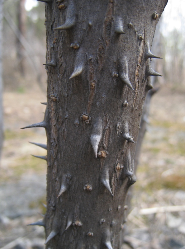 Изображение особи Aralia elata.