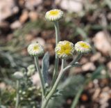 Tanacetum kittaryanum. Общее соцветие с элементарными соцветиями-корзинками с бутонами. Башкирия, Ишимбайский р-н, шихан Торатау (гора Тра-тау), на элювии известняка. 07.10.2012.