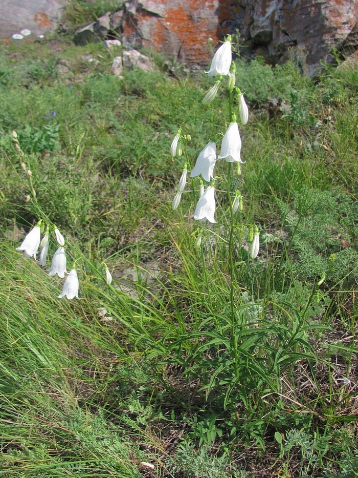 Изображение особи Adenophora coronopifolia.