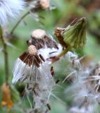 Sonchus arvensis ssp. uliginosus