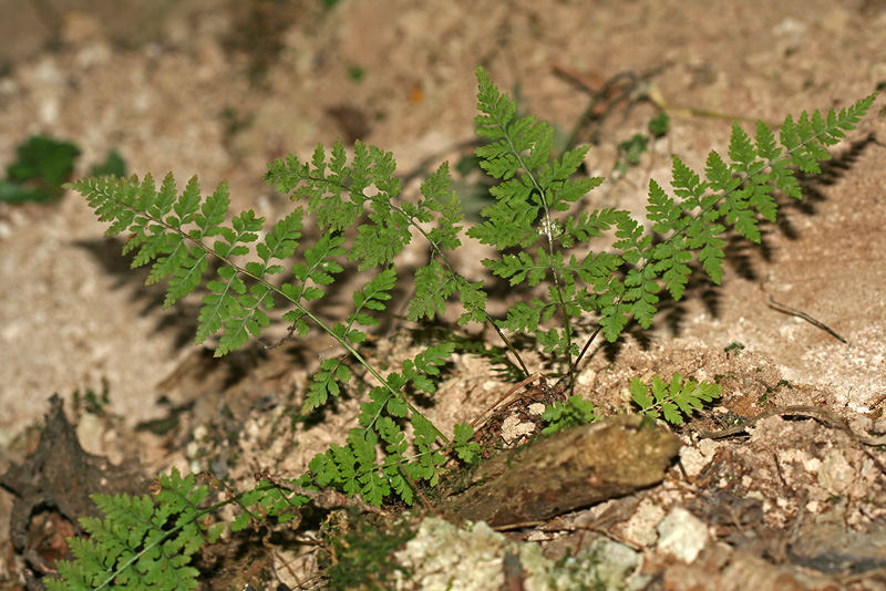 Изображение особи Cystopteris fragilis.