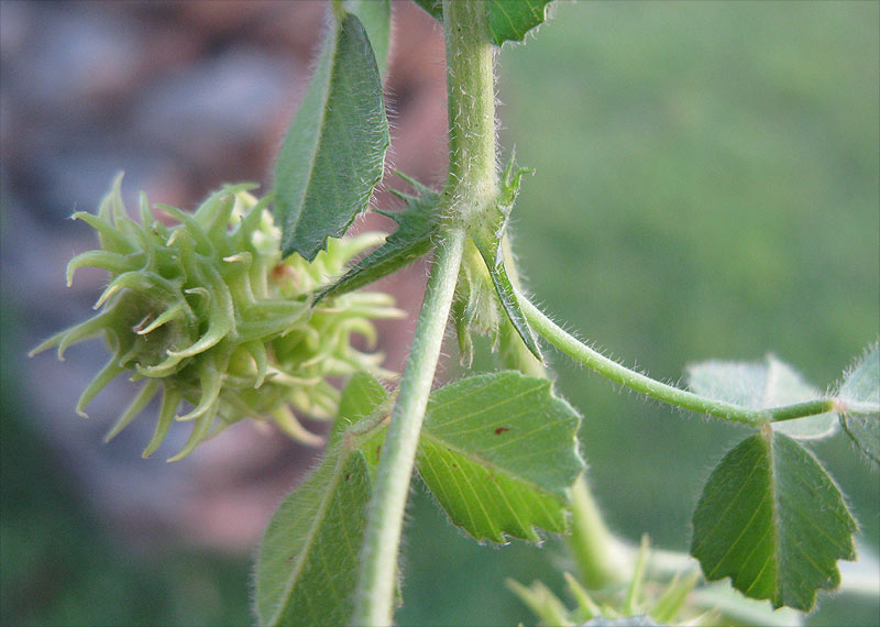 Изображение особи Medicago truncatula.