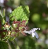 Melissa officinalis. Часть соцветия. Israel, Mount Carmel. Май 2006 г.