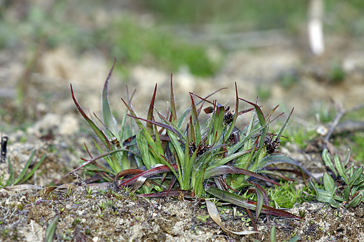 Image of Luzula multiflora specimen.