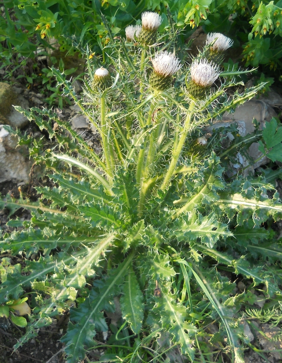 Изображение особи Cirsium rhizocephalum.