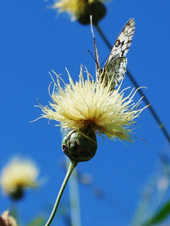 Изображение особи Rhaponticoides turkestanica.