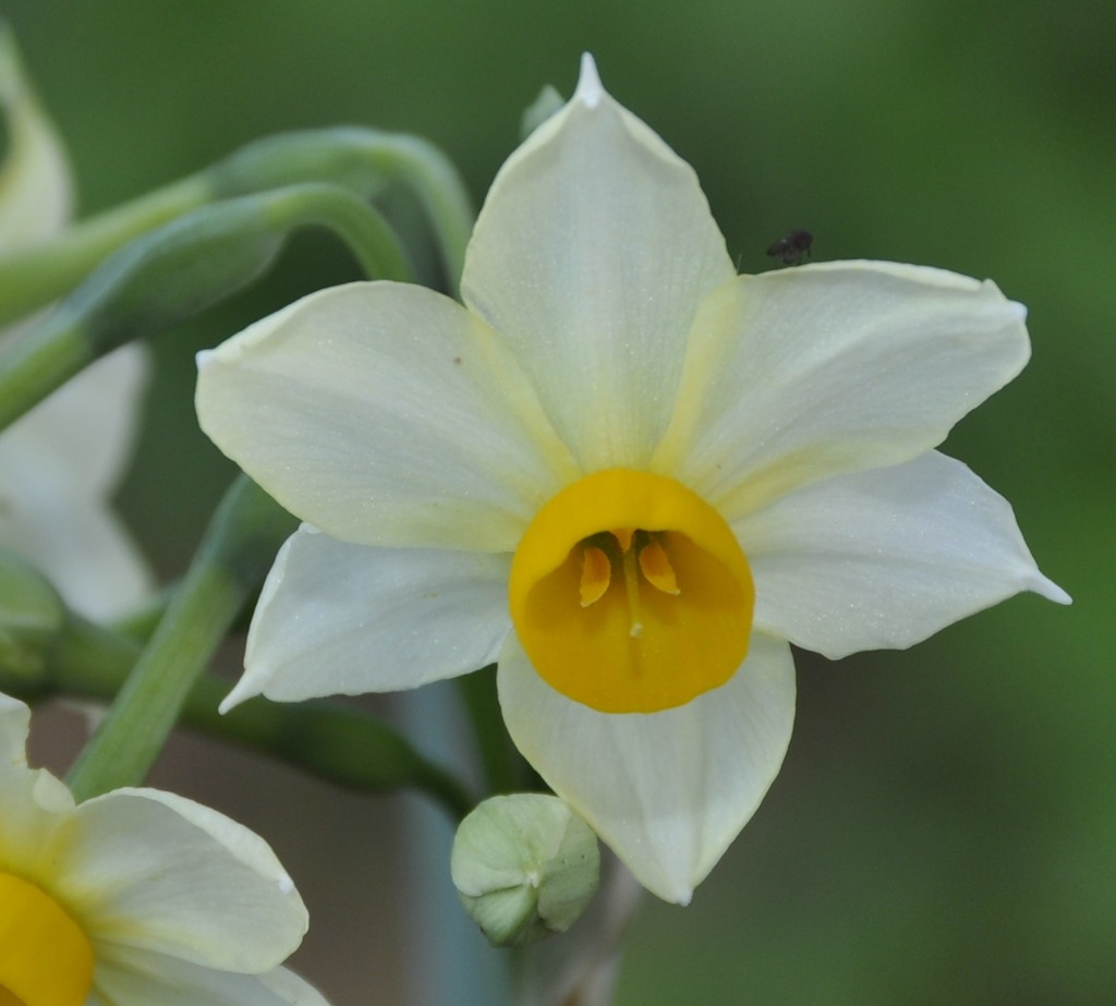 Изображение особи Narcissus tazetta.