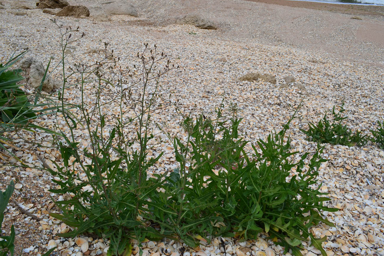 Image of Lactuca tatarica specimen.