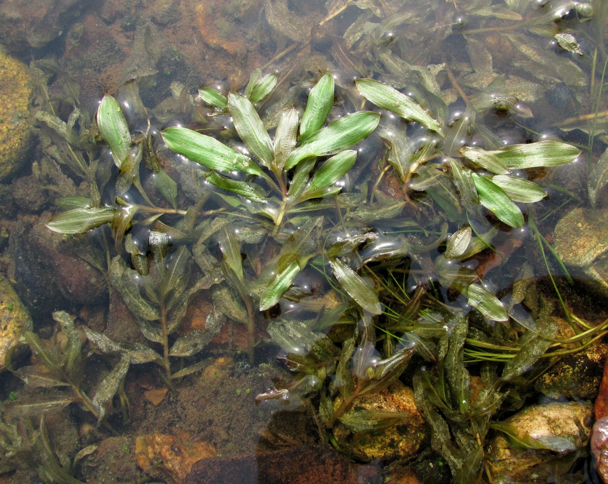 Image of Potamogeton × prussicus specimen.