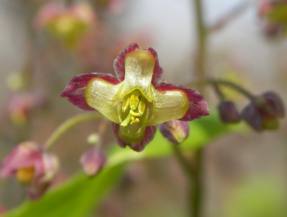 Image of Epimedium pubigerum specimen.