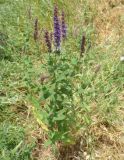 Salvia tesquicola