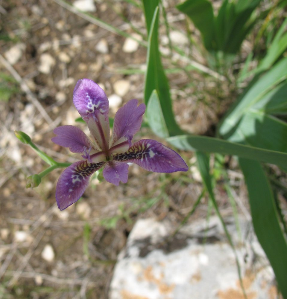 Изображение особи Pardanthopsis dichotoma.