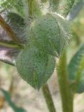 Nonea rossica