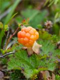 Rubus chamaemorus. Спелый плод и лист. Мурманская обл., п-ов Рыбачий, болото, примыкающее к озеру Пяйваярви. 05.08.2011.