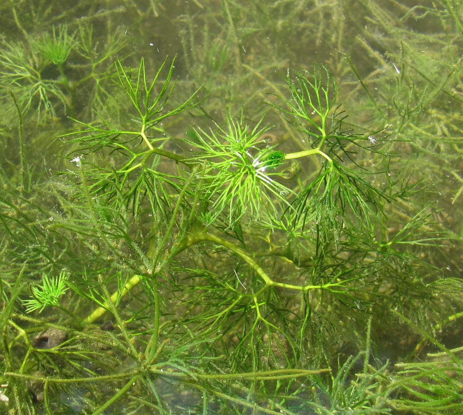 Image of Ranunculus &times; glueckii specimen.