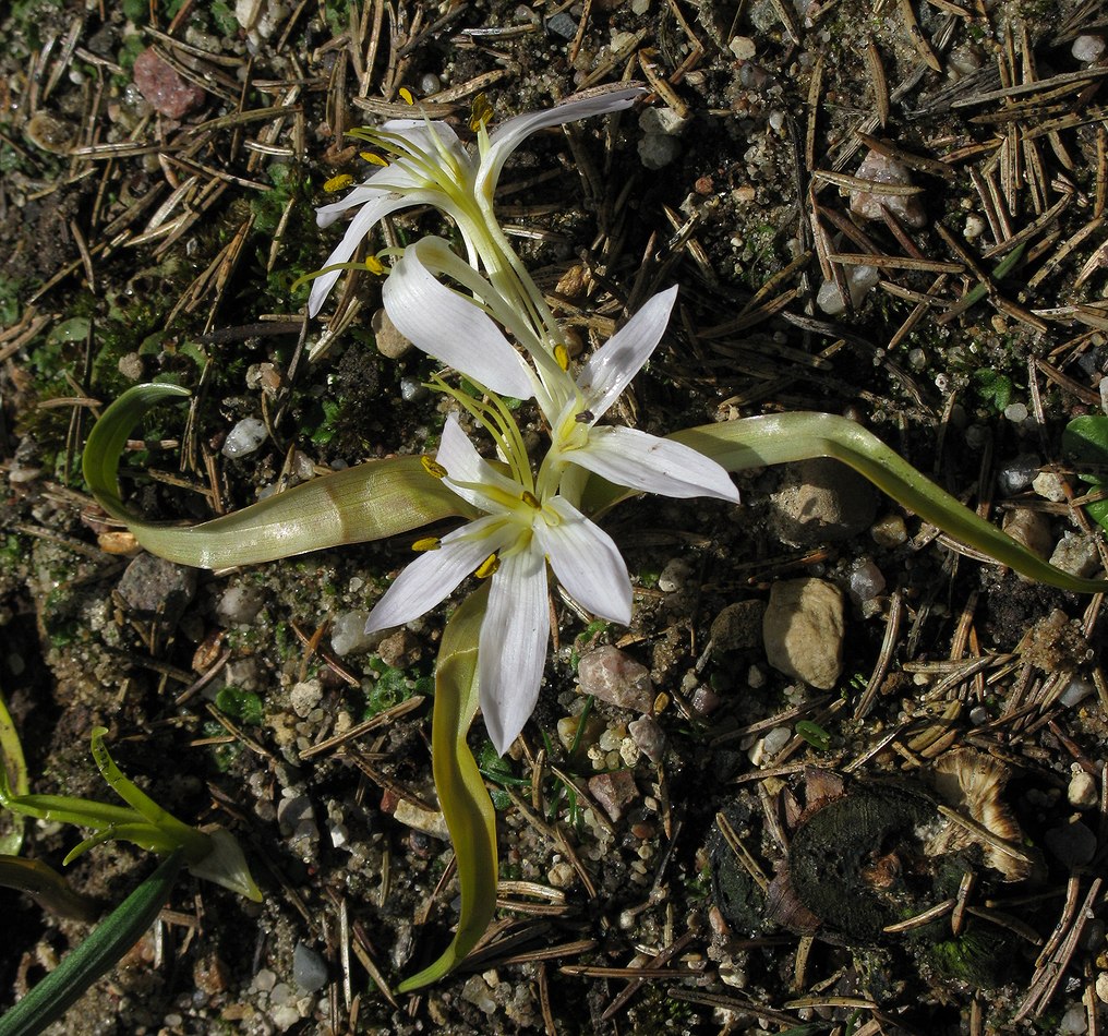 Image of Merendera eichleri specimen.