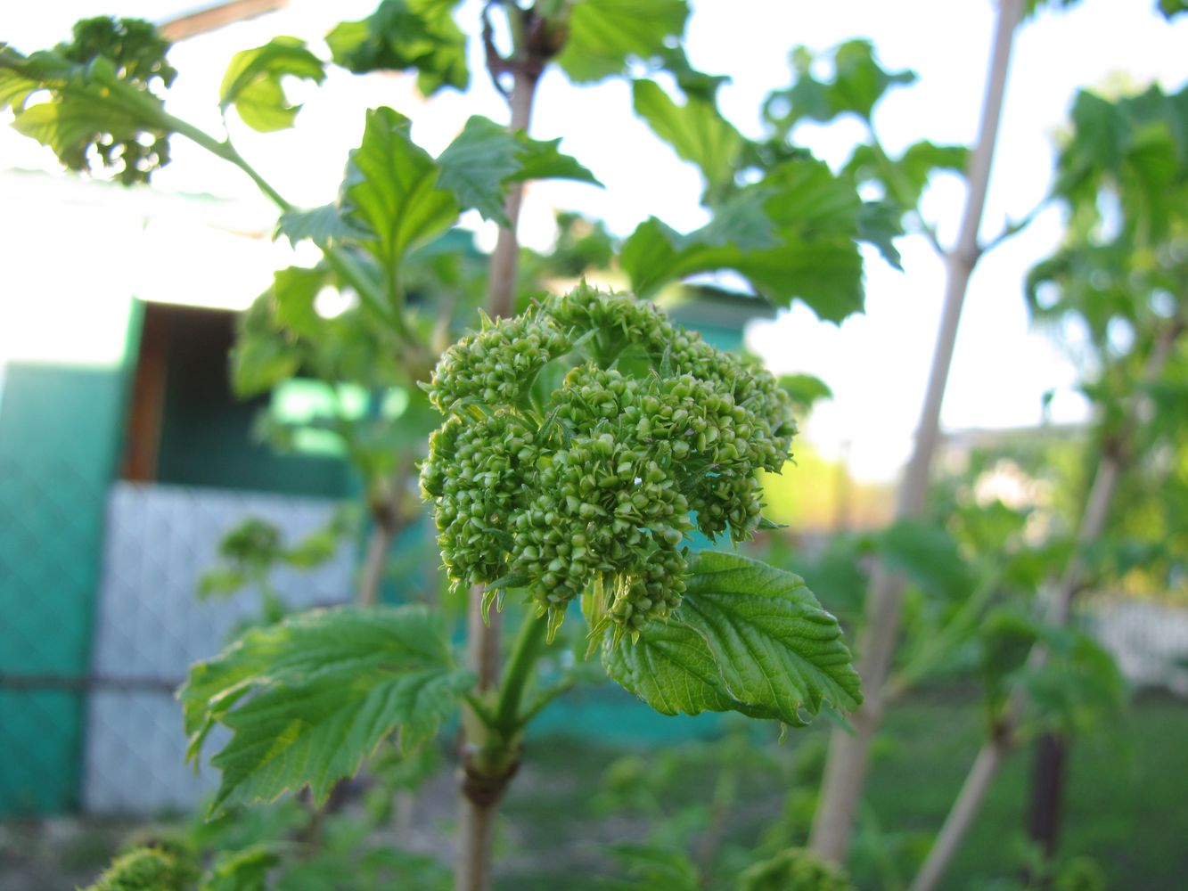 Изображение особи Viburnum opulus f. roseum.