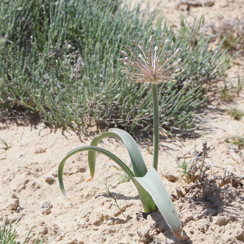 Изображение особи Allium caspium.