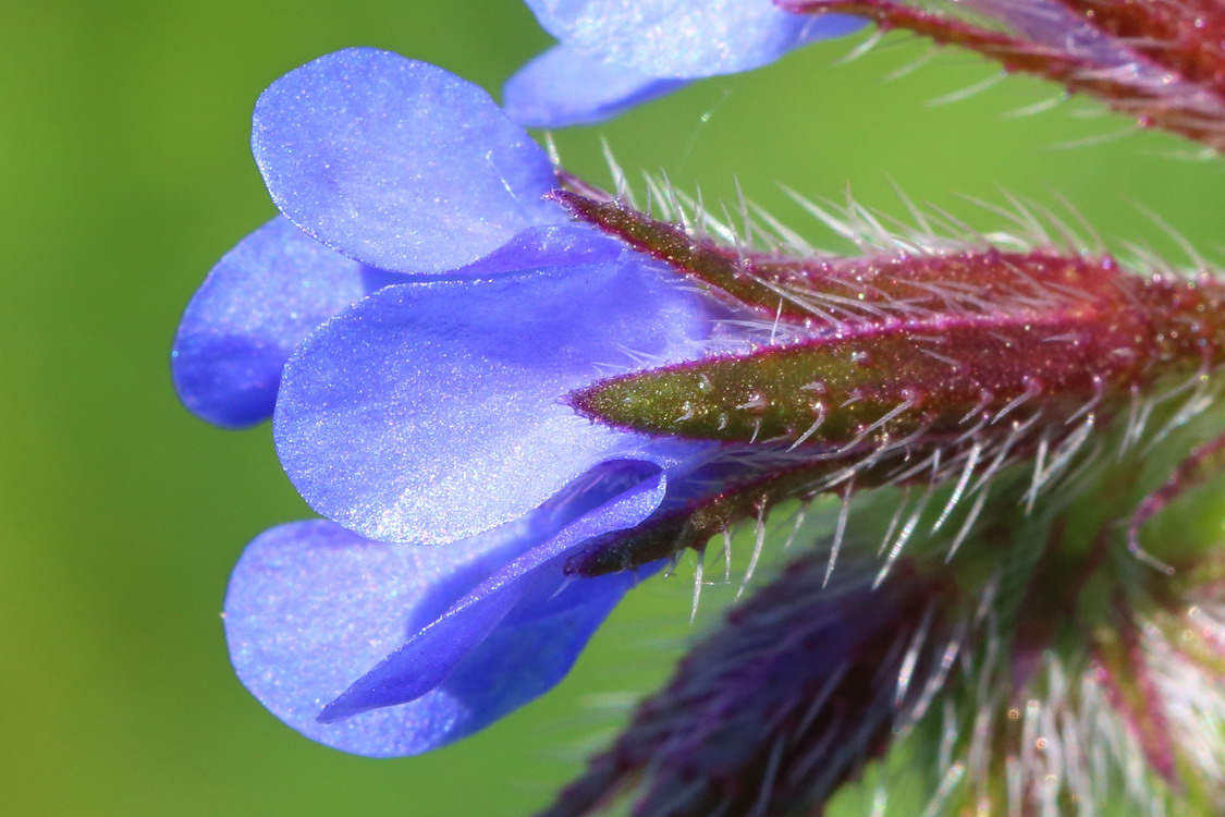 Изображение особи Anchusa azurea.