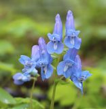 Corydalis ussuriensis. Соцветие. Южное Приморье, Чёрные горы, заповедник \"Кедровая падь\", долина р. Кедровой. 15.05.2013.
