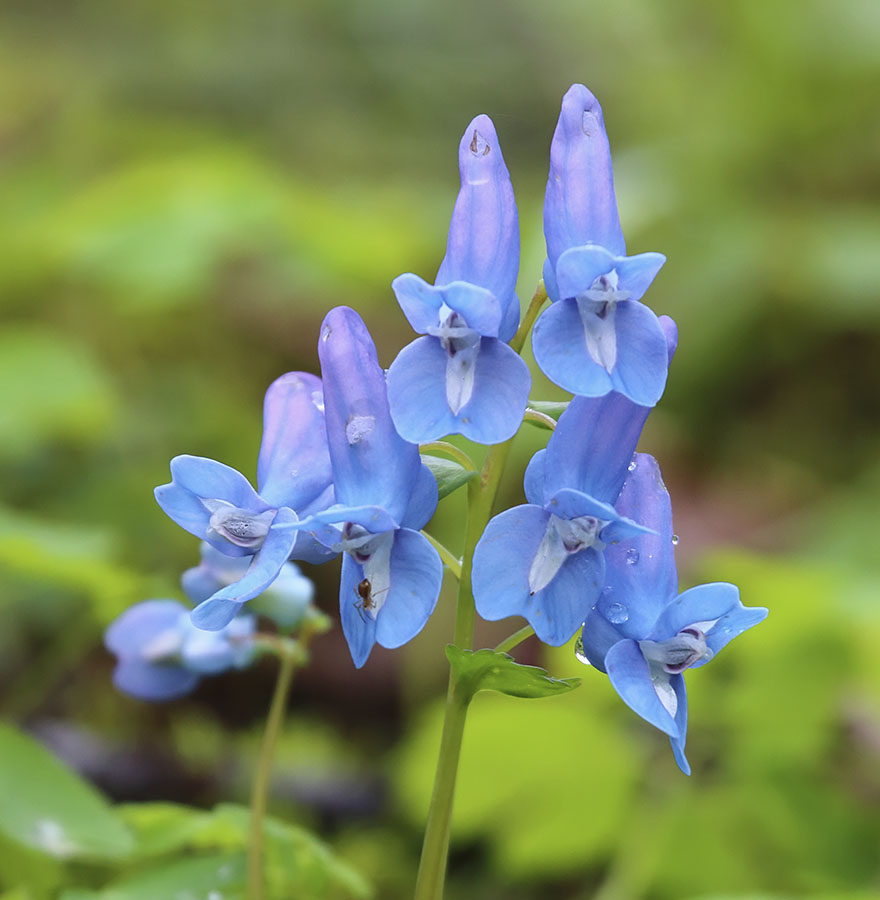 Image of Corydalis ussuriensis specimen.