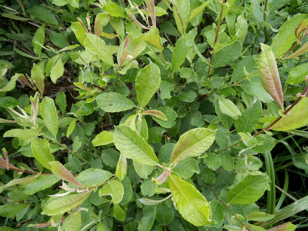 Image of Salix aurita specimen.