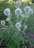 Echinops sphaerocephalus