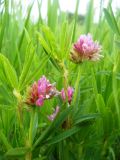 Trifolium lupinaster