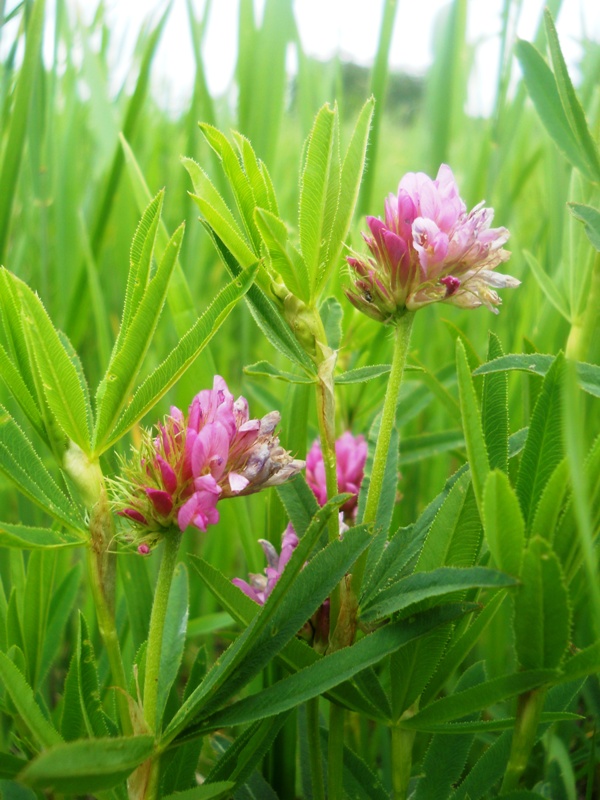 Изображение особи Trifolium lupinaster.