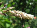 Wisteria floribunda