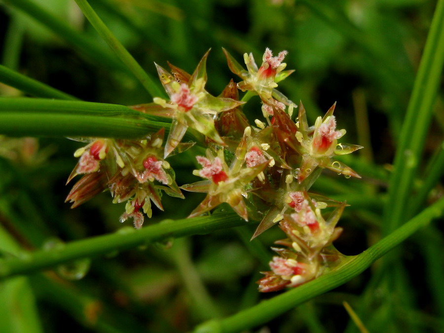 Изображение особи Juncus filiformis.