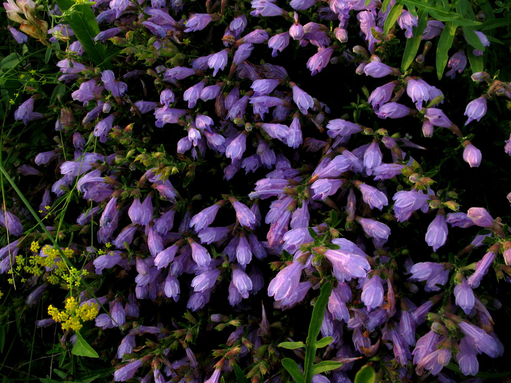 Image of Dracocephalum peregrinum specimen.