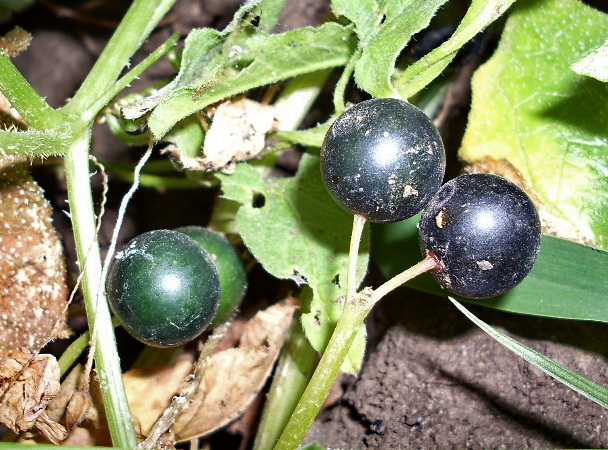 Image of Bryonia alba specimen.