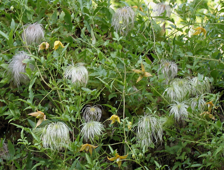 Image of Clematis tangutica specimen.