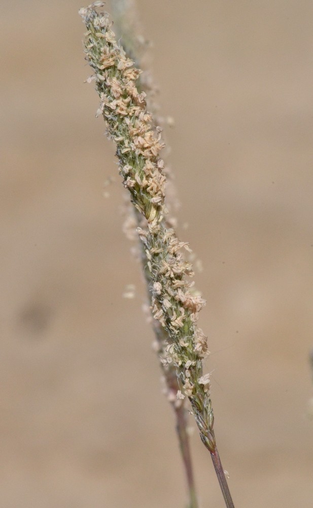 Изображение особи Crypsis alopecuroides.