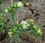 Galium humifusum