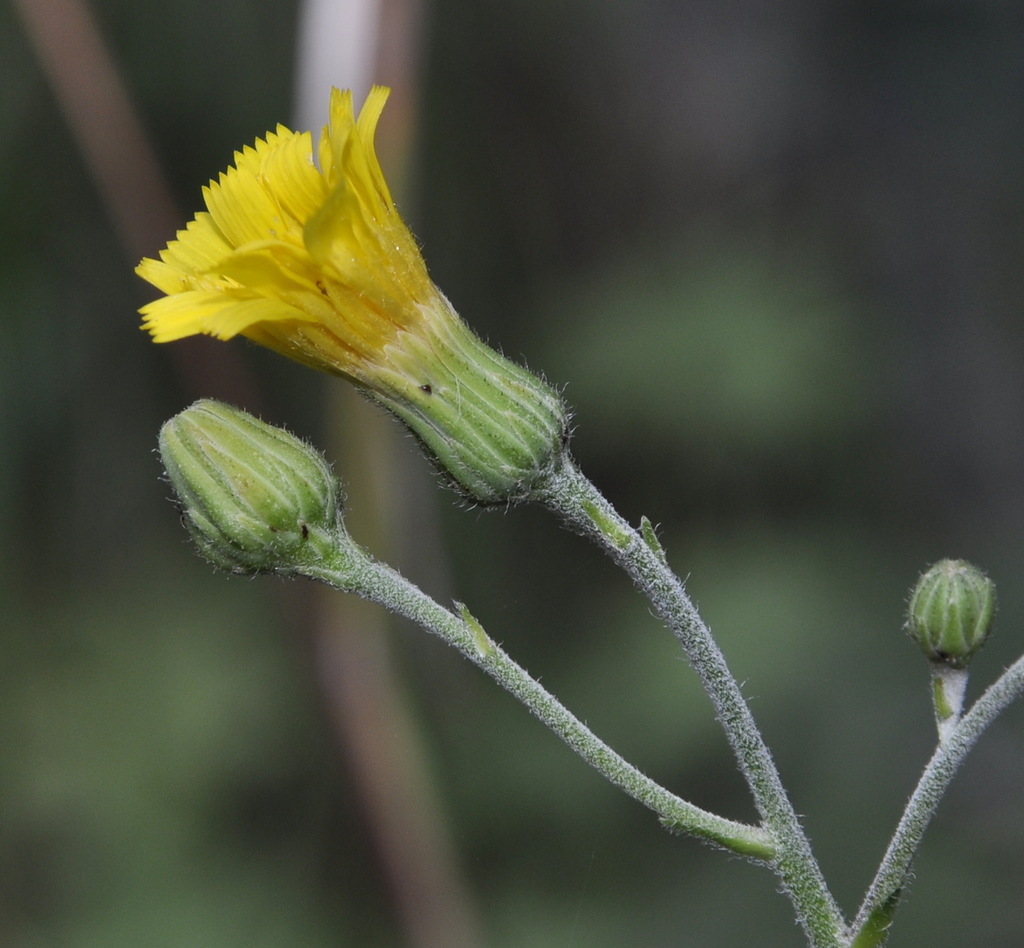 Изображение особи род Hieracium.