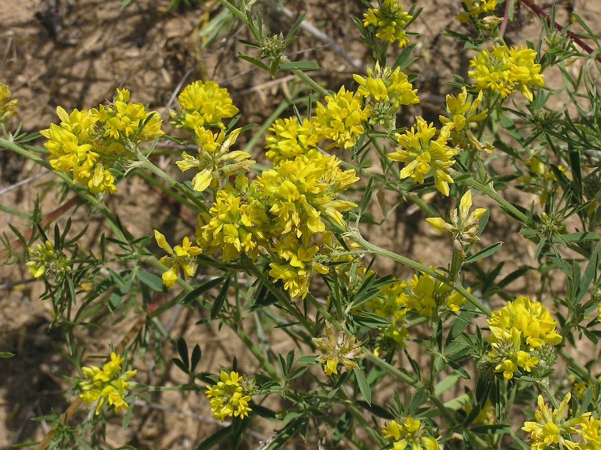 Image of Medicago romanica specimen.